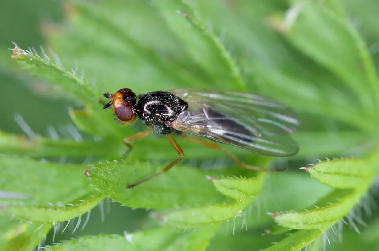 Avoiding Carrot Root Fly Problems.